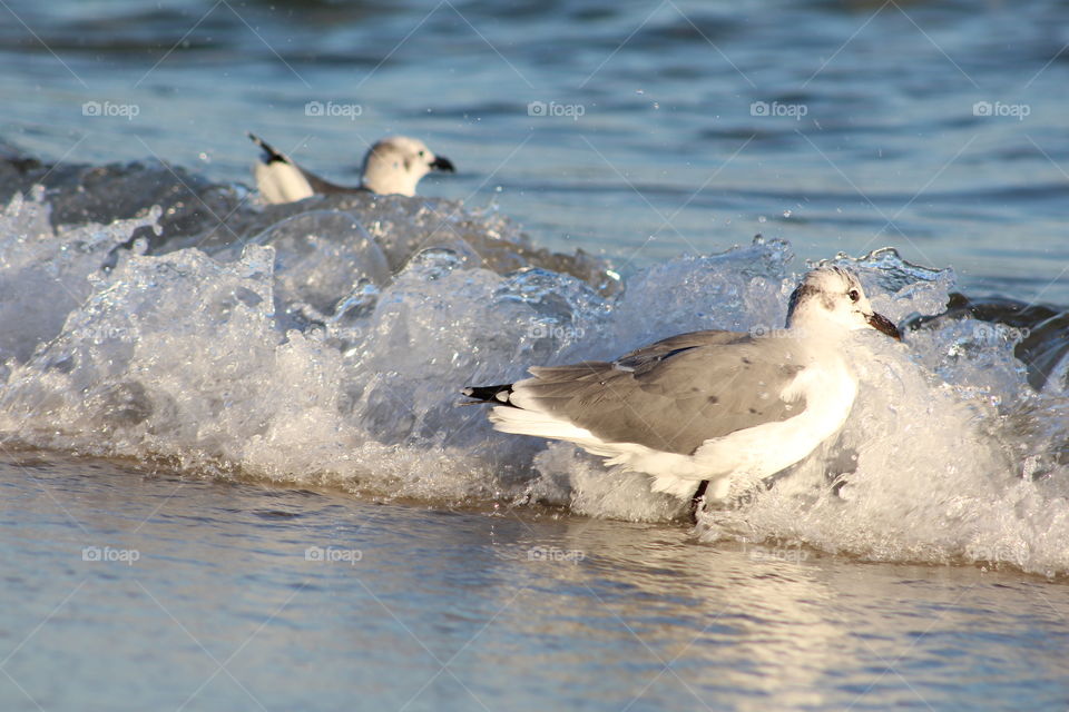 Orange beach beauties. 