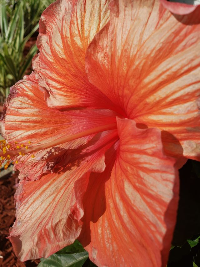 Beauty in nature