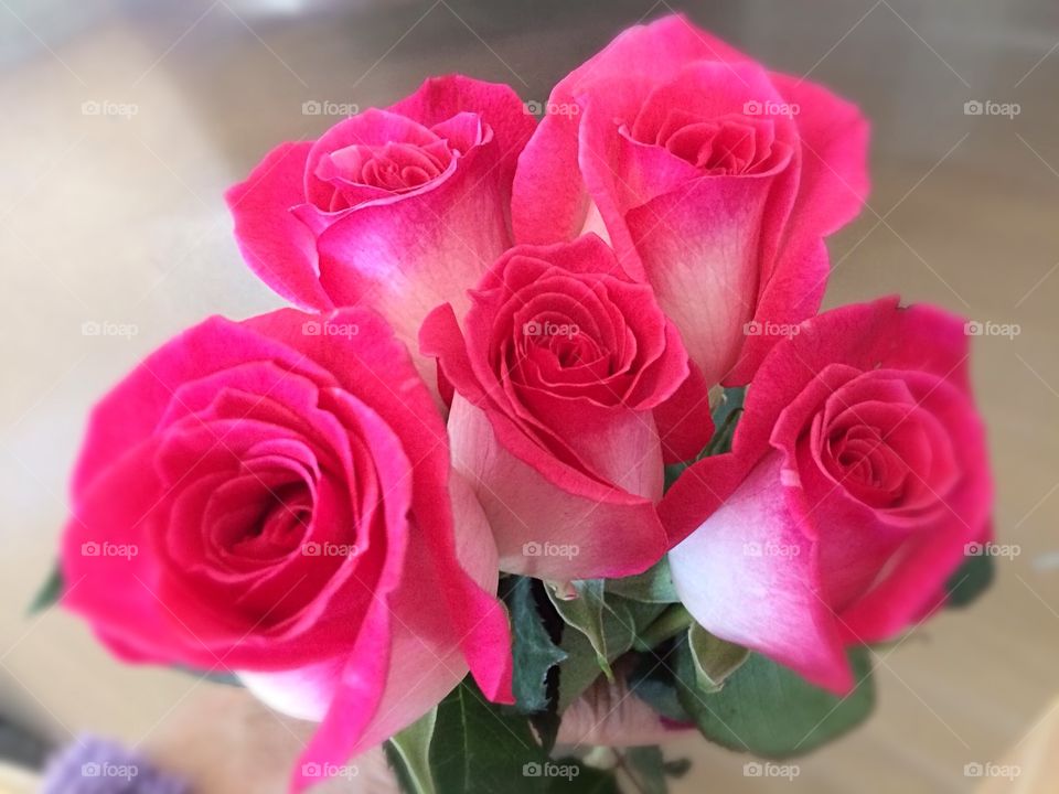 Pink roses 
