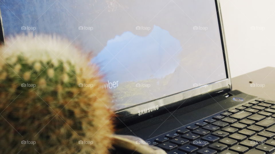 Cactus and Laptop