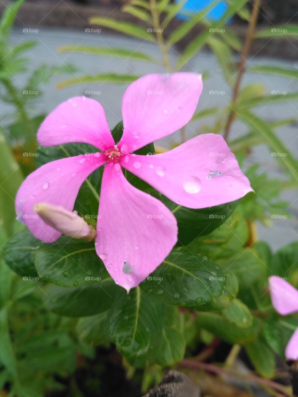 Beautiful Pink flower, cheerful and charming, blooming, pinkish red petals