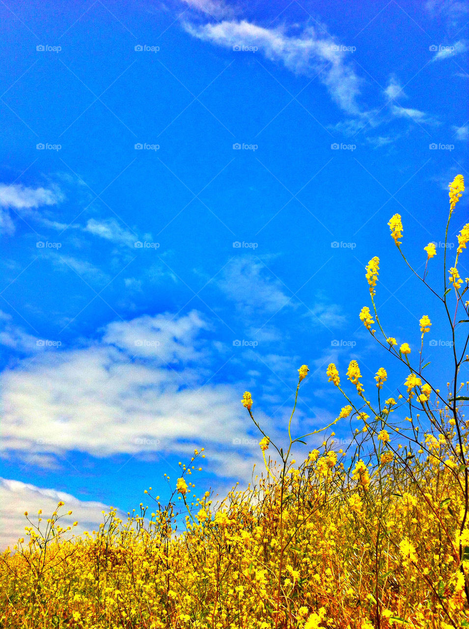 landscape sky field blue by flatblackoverchrome