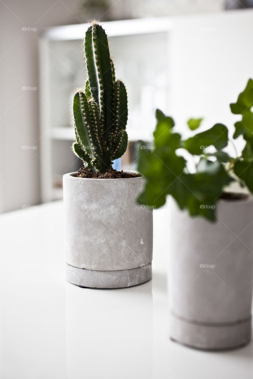 Potted cactus plant on table