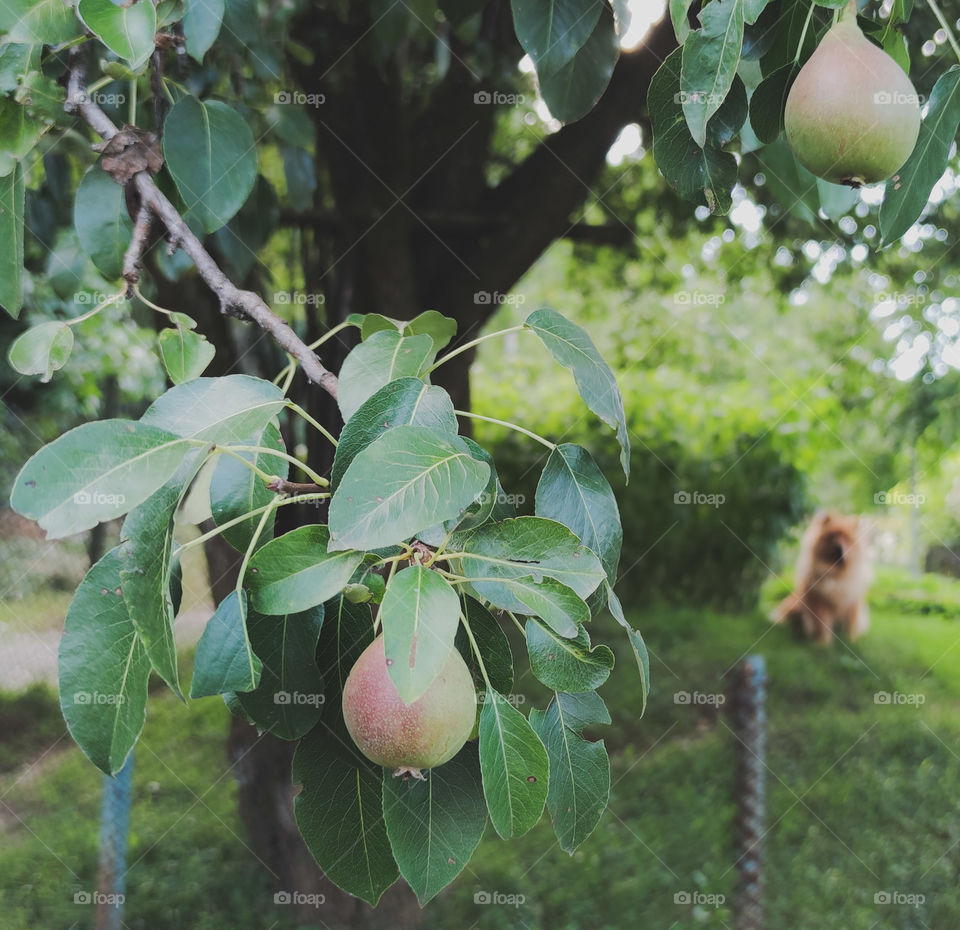 Pears from the garden