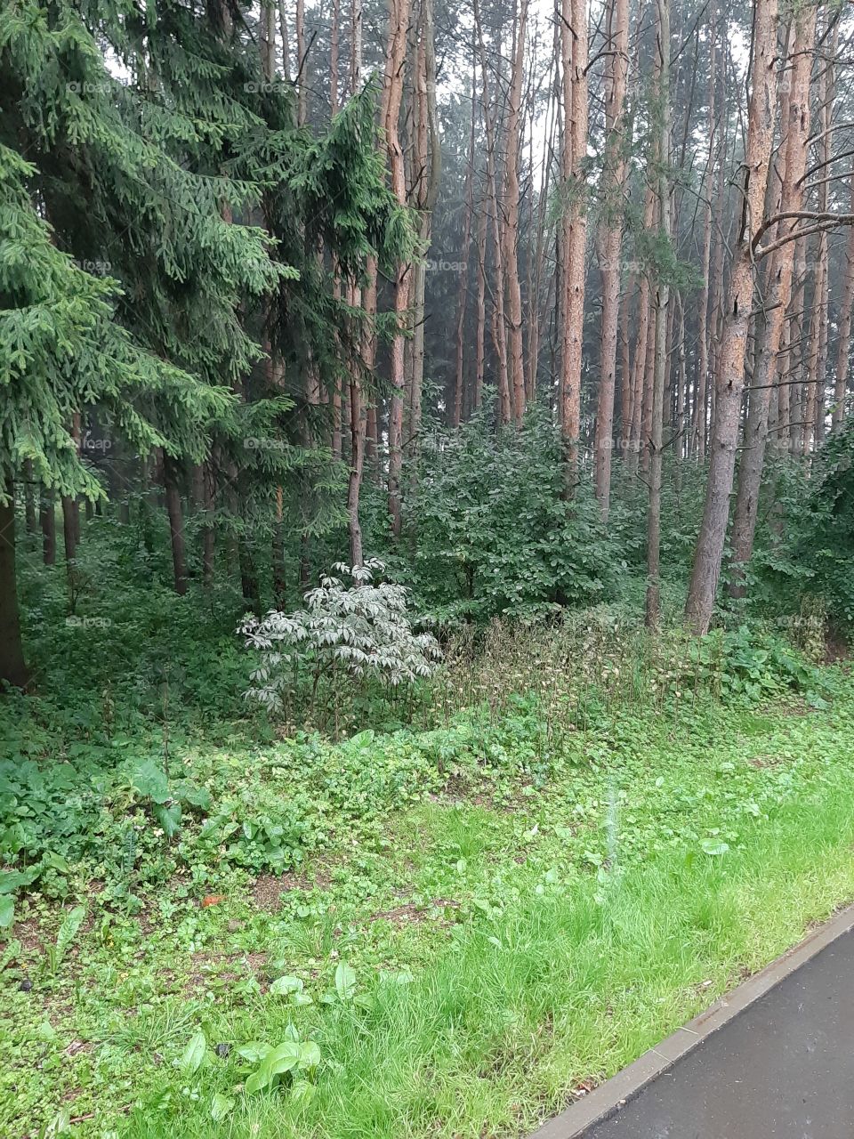 На  окраине   дороги  -  лес