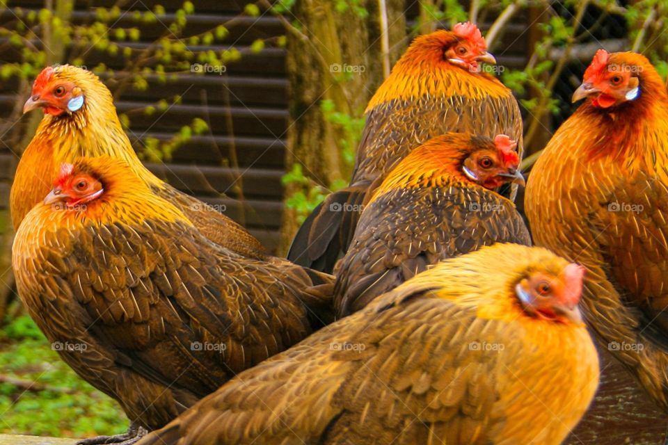 Hens in poultry farm