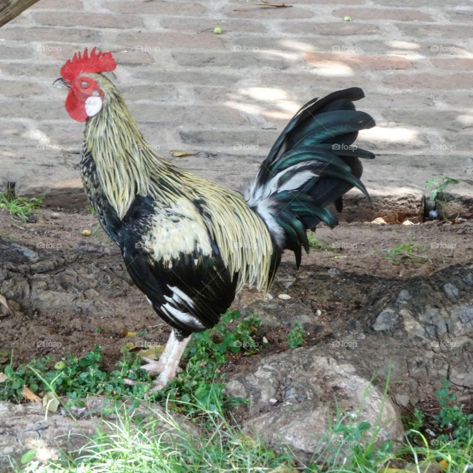 Rooster in Indiancountryside