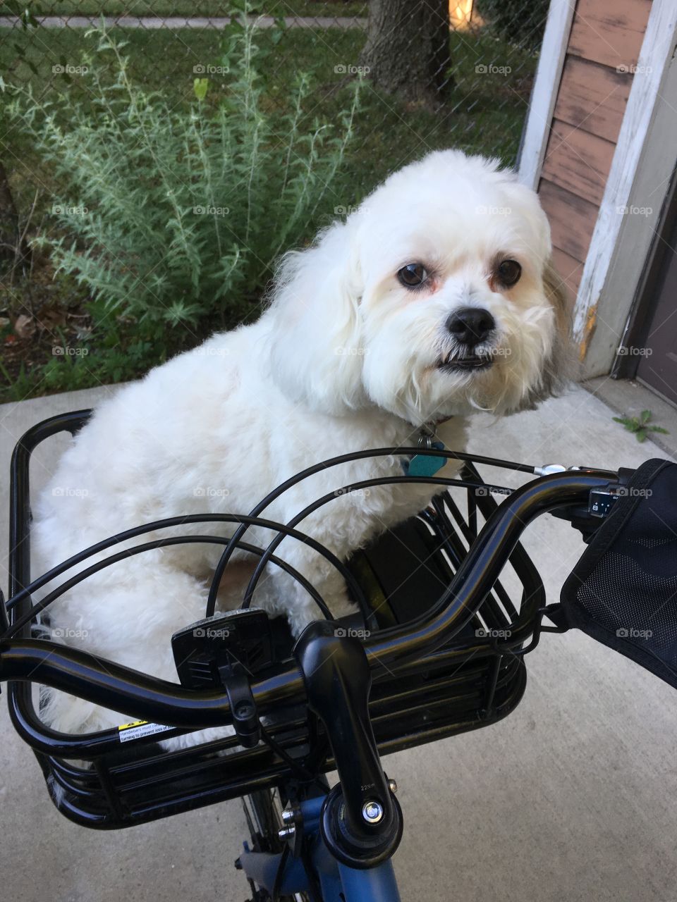 Bicycle pup
