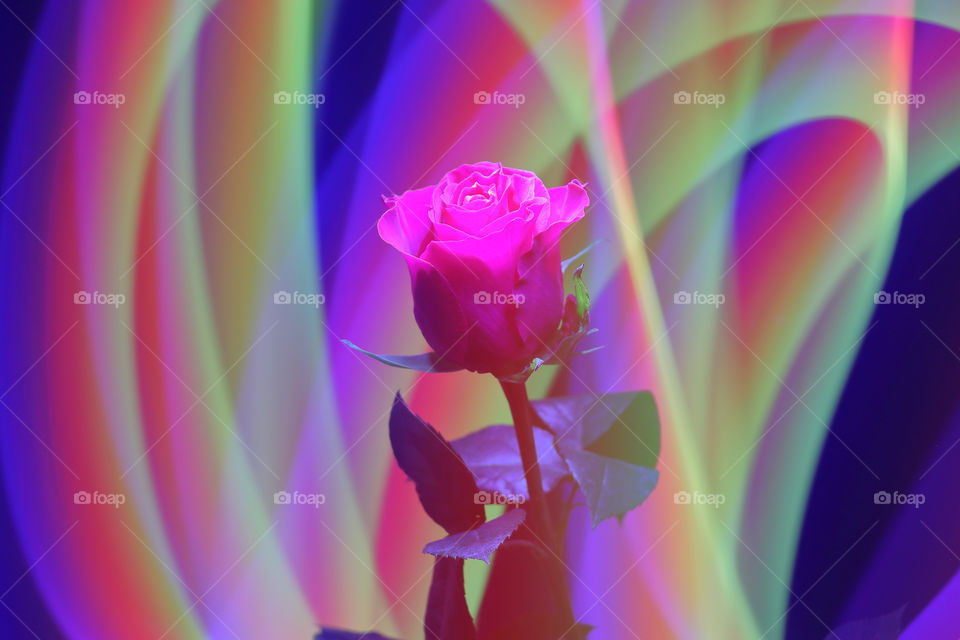 Gorgeous rose bright red crimson color on an abstract background. The background is drawn with the help of light graphics with colored luminous lines.