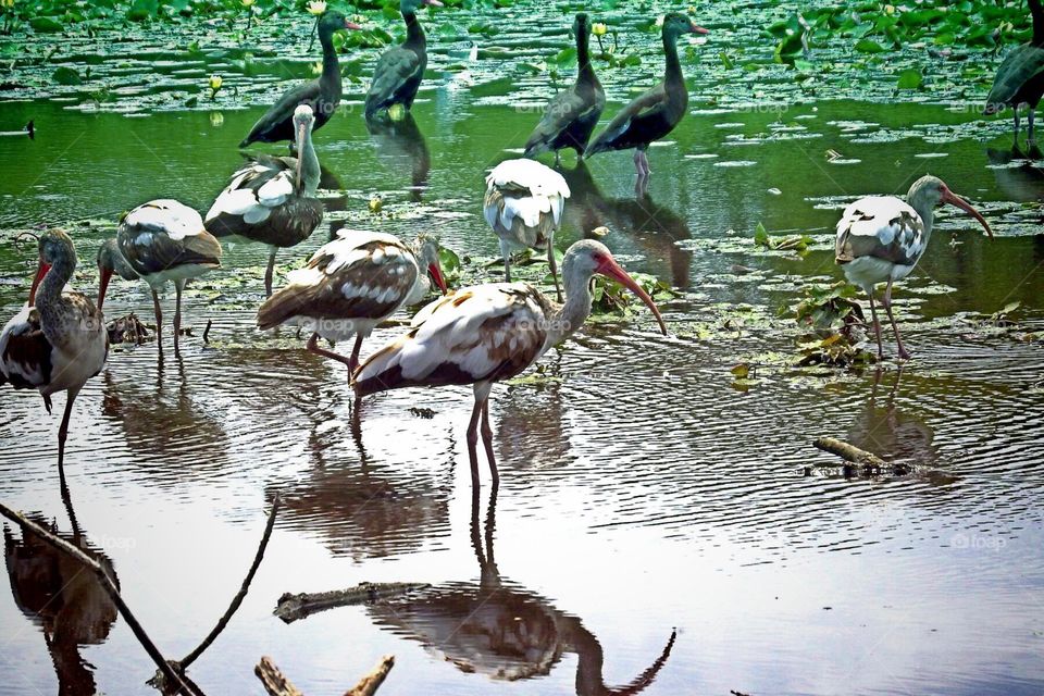 Juvenile ibis and ducks . Juvenile ibis and ducks 