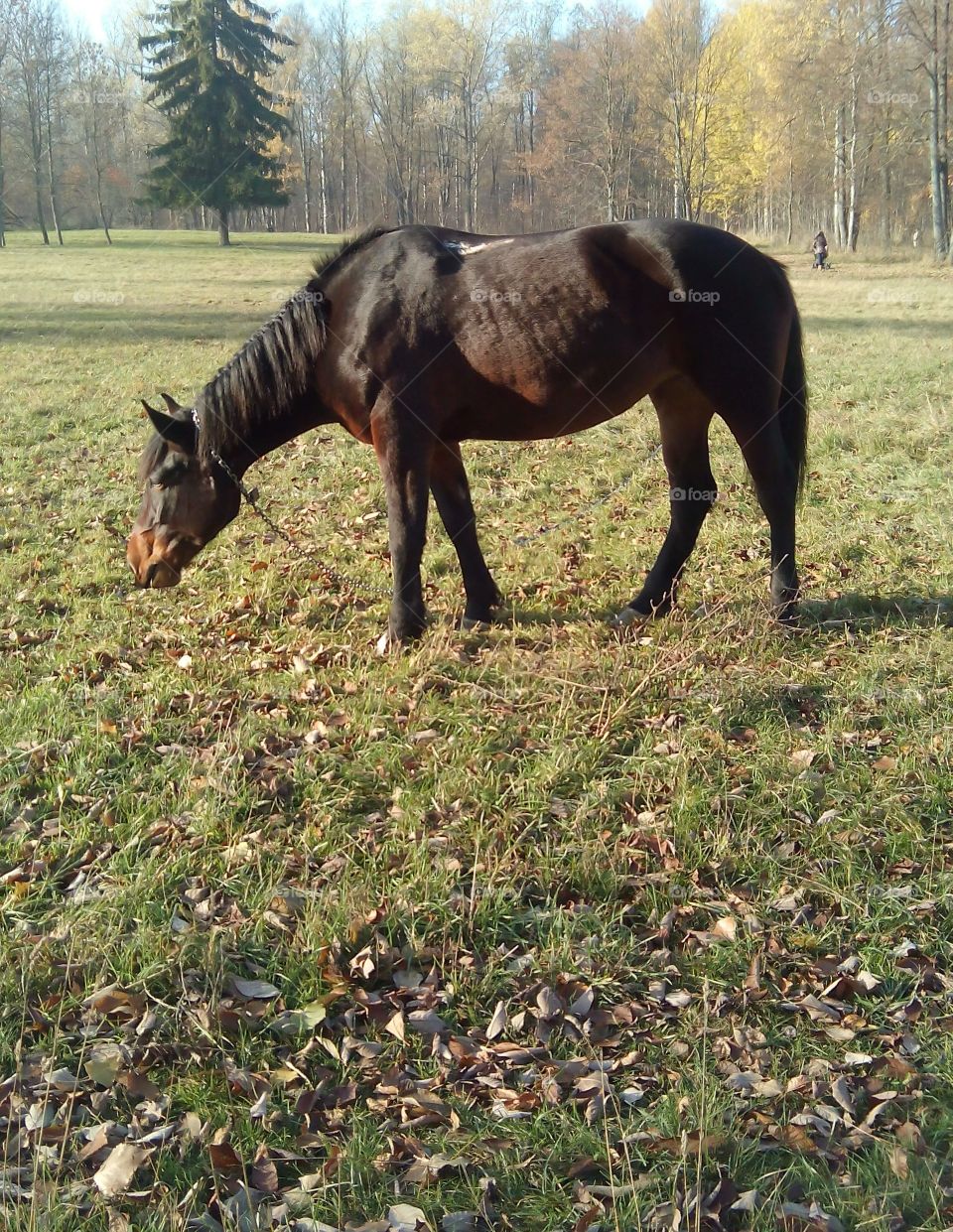 Mammal, Cavalry, Mare, Farm, Horse