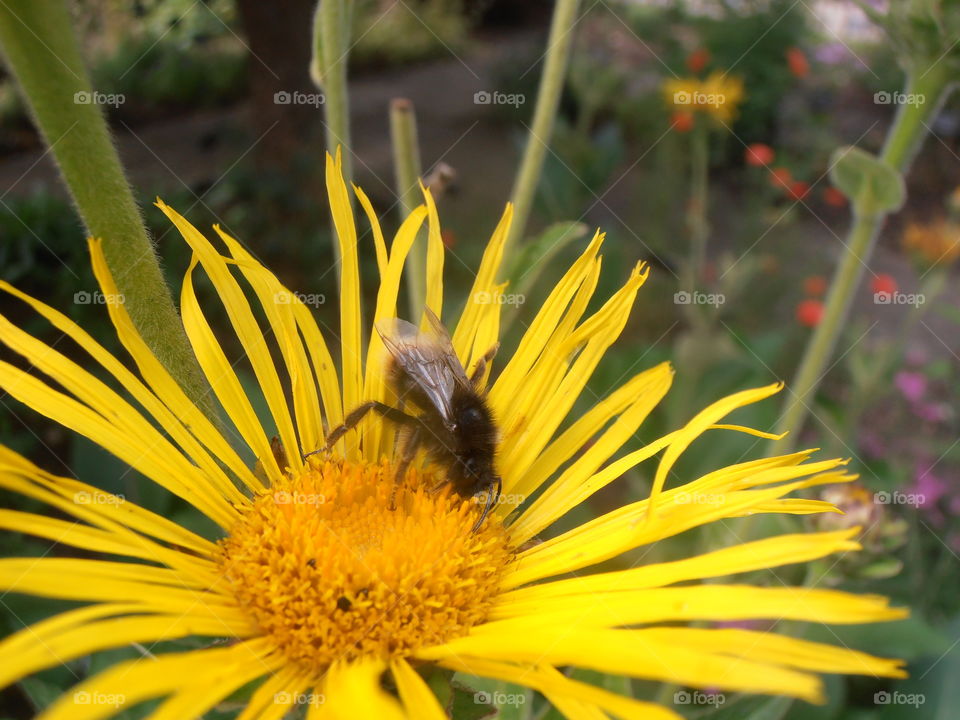 Small Bee In A Yellow Daisy Flower