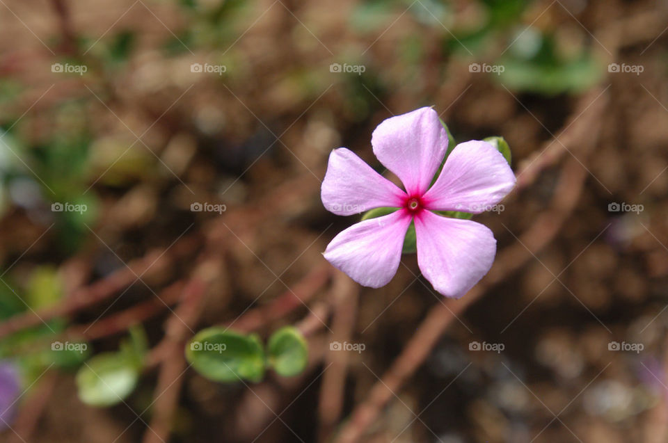 pink flower desktop tenerife by stevephot