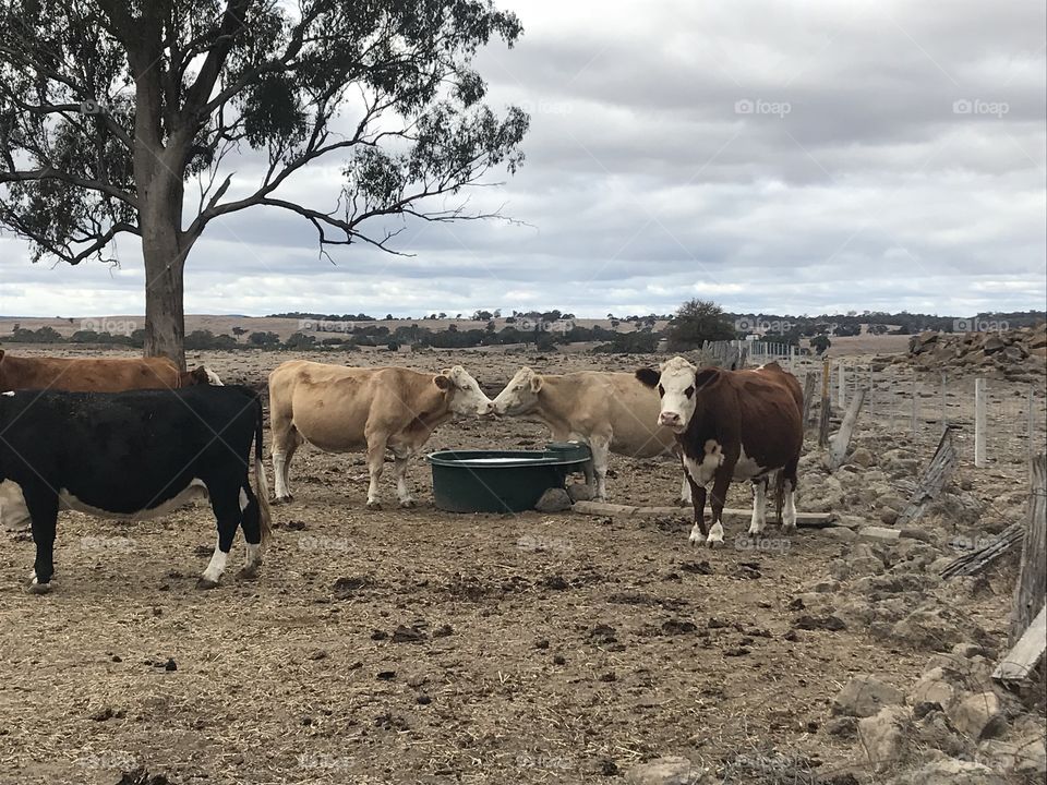 Cattle in Regional Victoria