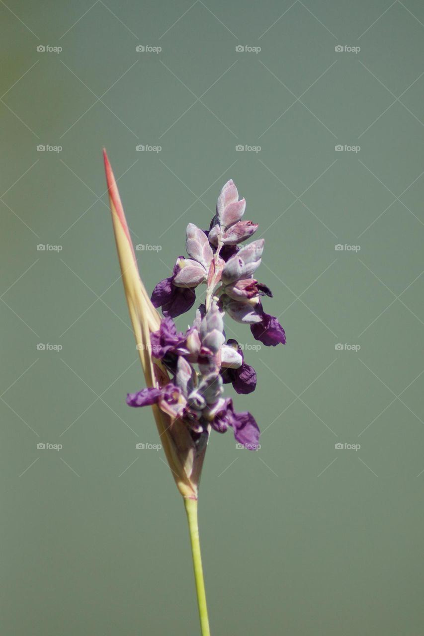 Botanic garden Singapore