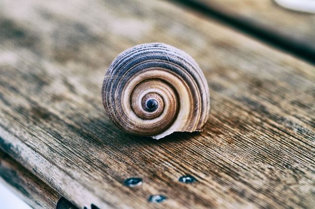 Shell