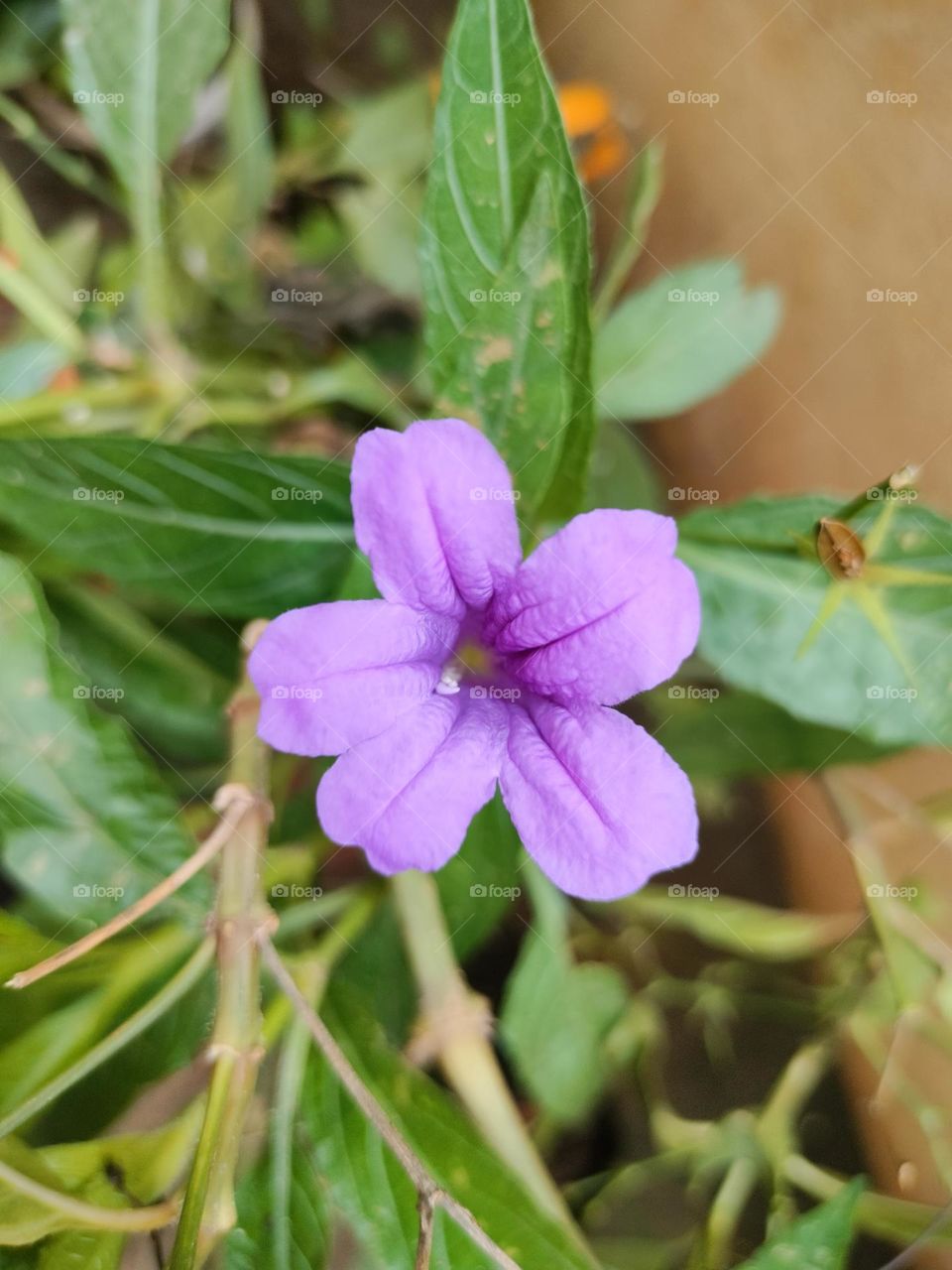 Morning Click In My Garden 🏡