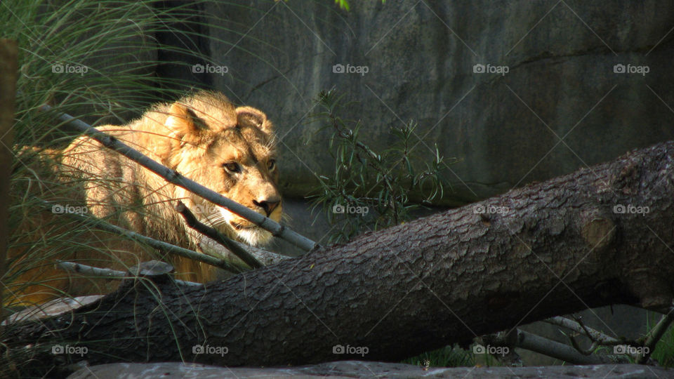 cat animal zoo lion by hangry