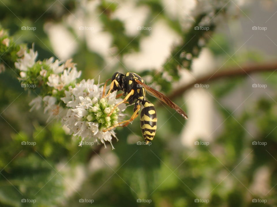 Wasp on menthol flower