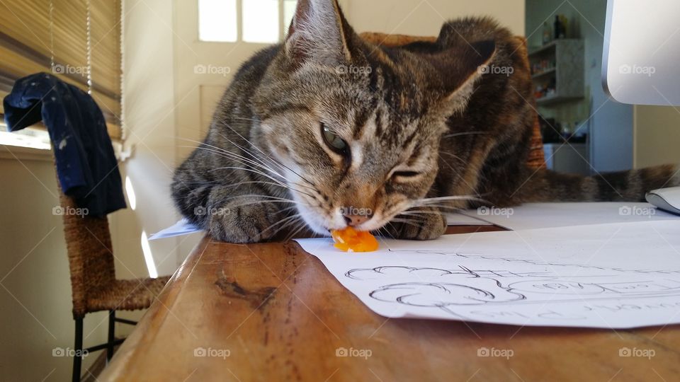 Cat eating egg