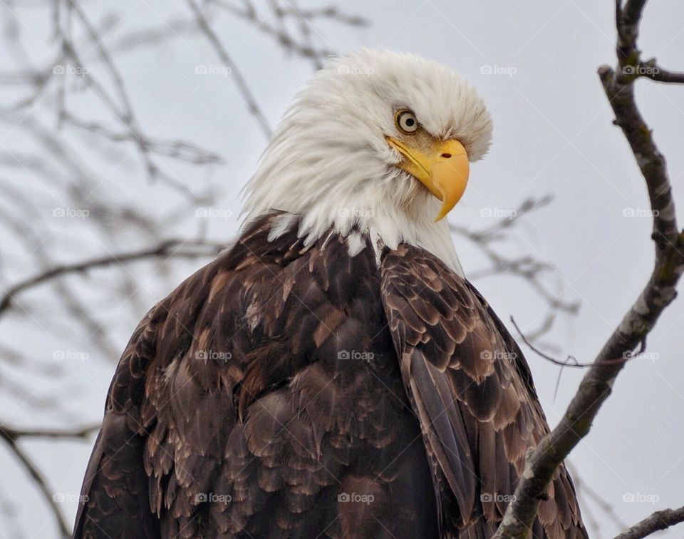 Bald eagle frowning