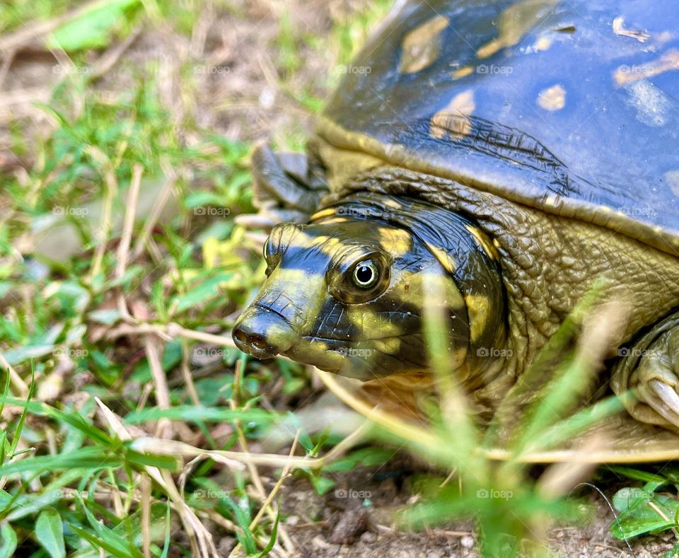 turtle