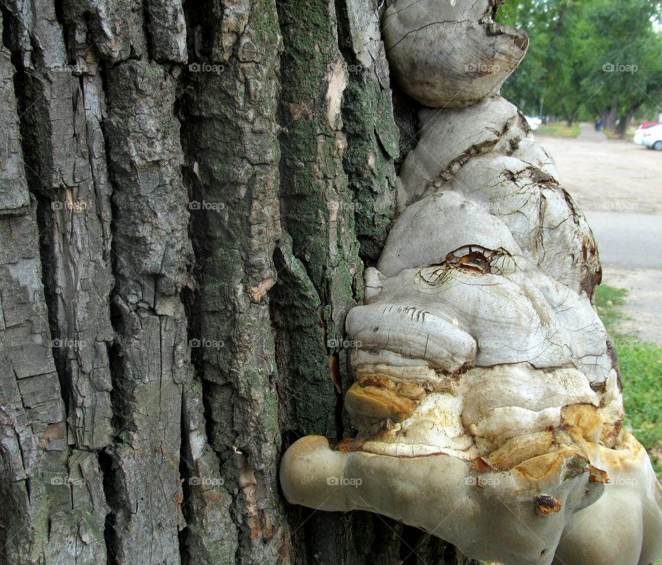 a beautiful mushroom grown on a tree, it looks like a troll