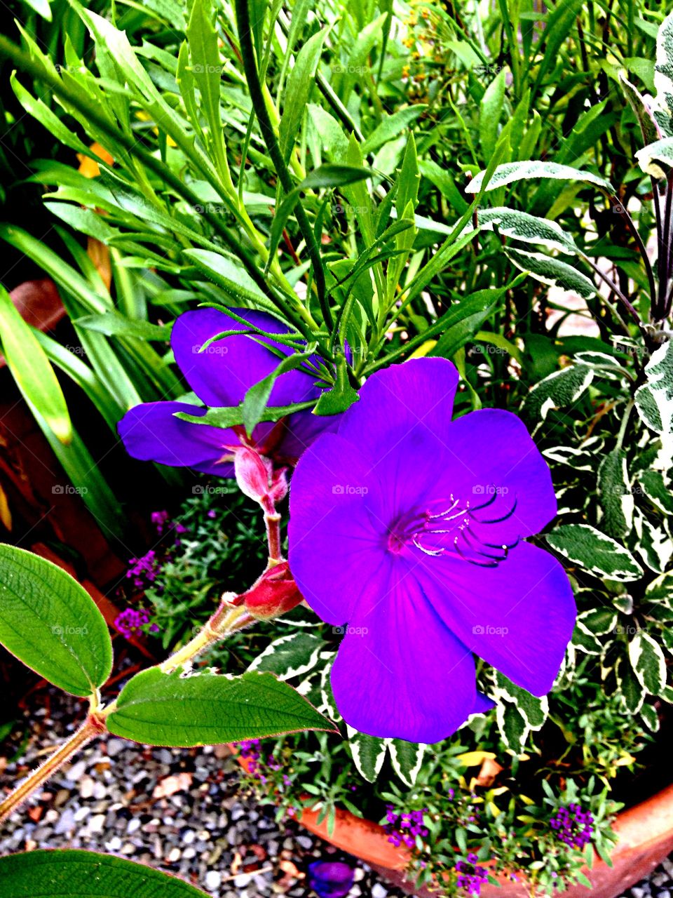 Potted Tibochina. Tibochina in bloom on terrace