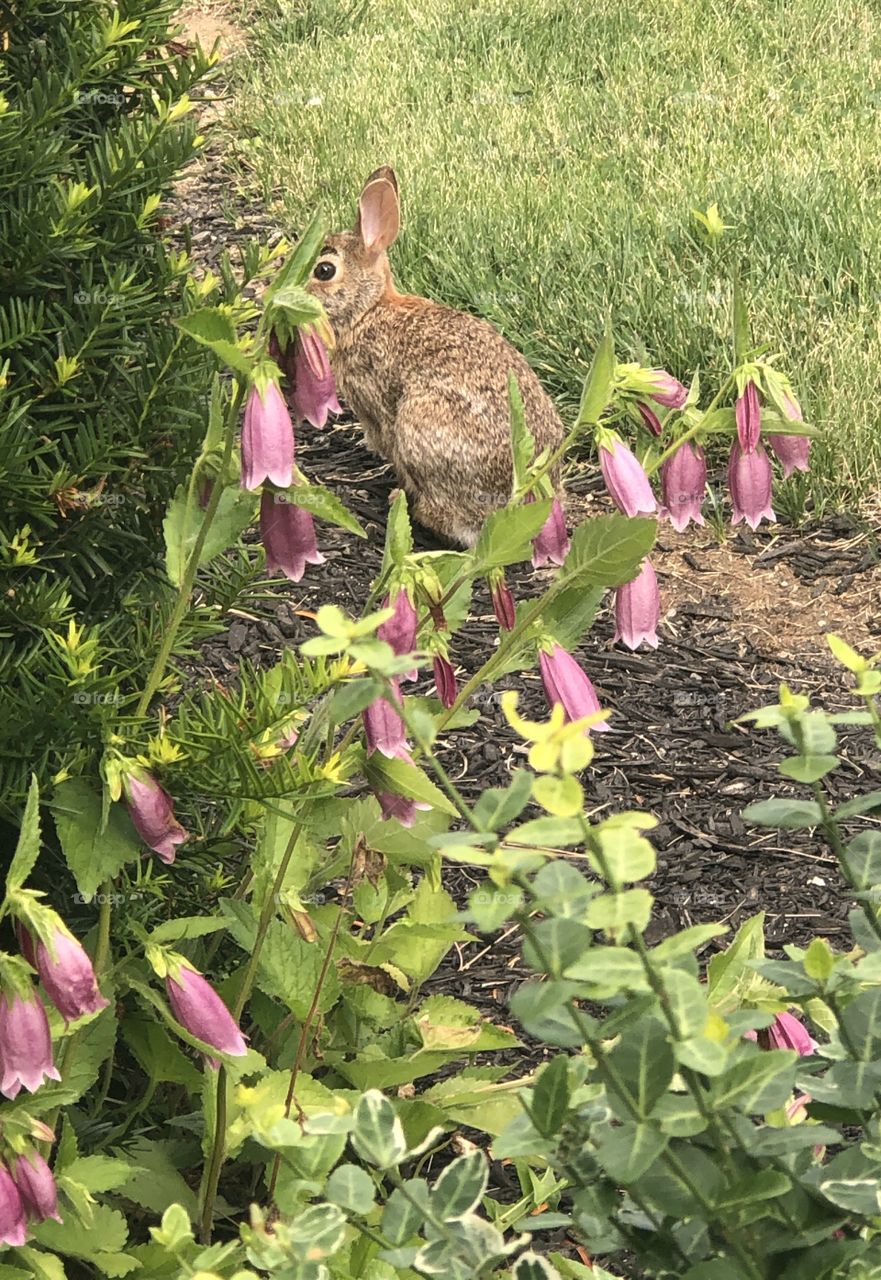 Precious Bunny