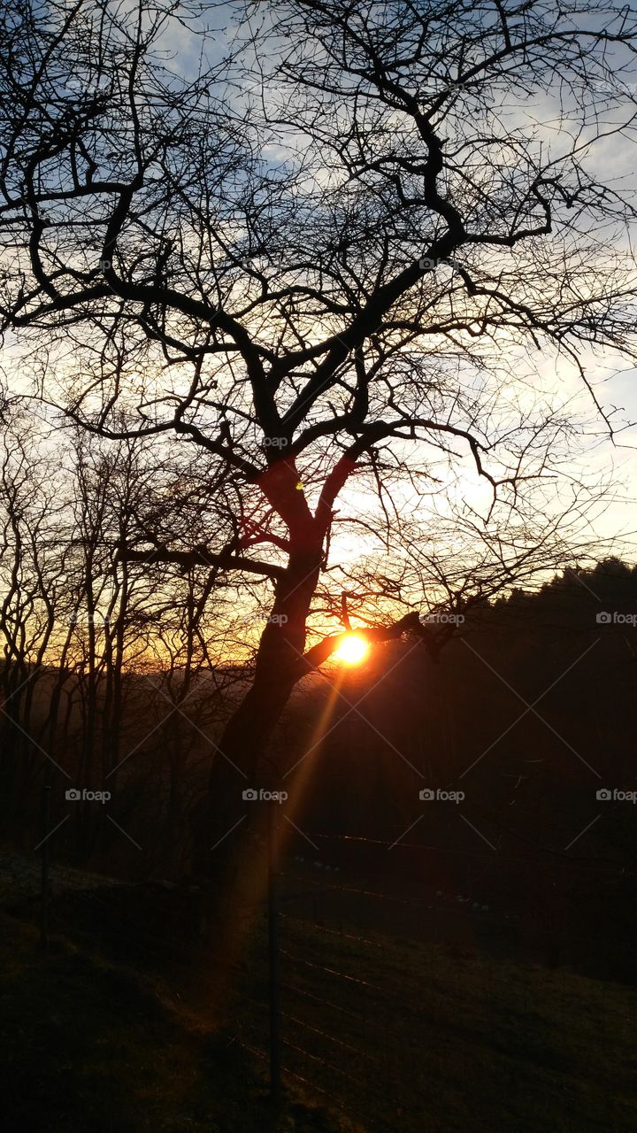 Sonnenuntergang Baum