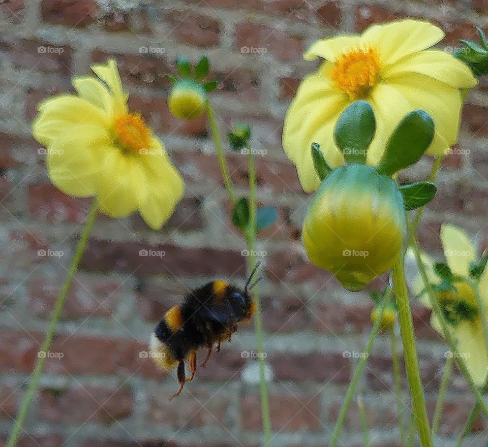 Bumblebee at a Dahlia