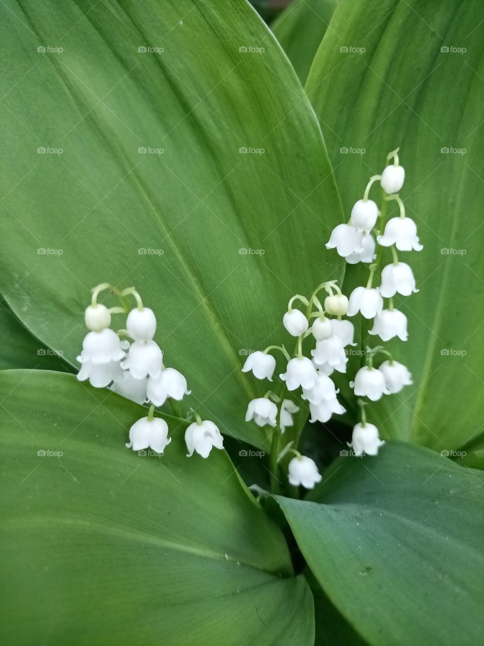 The beauty in nature