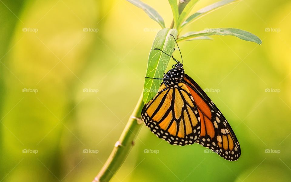Butterfly perching on plant