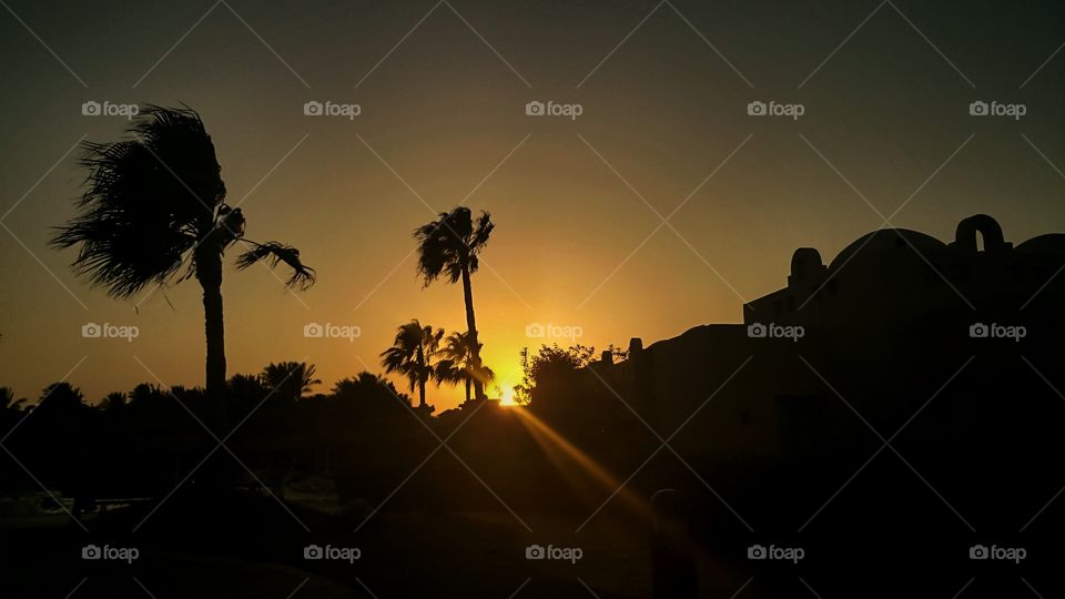 palms on sunset
