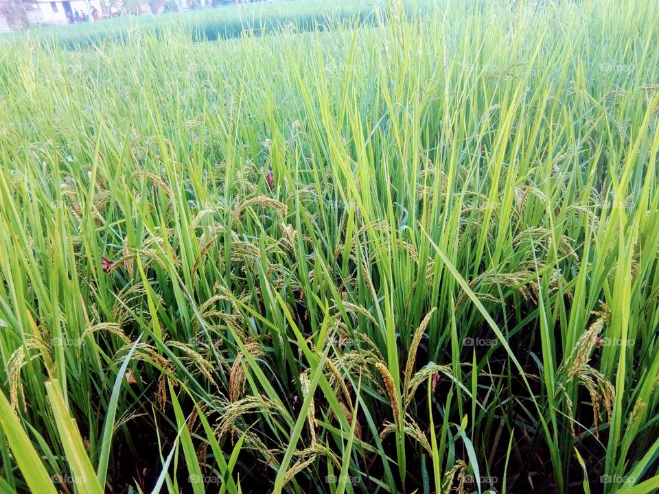 rice plantation, grass