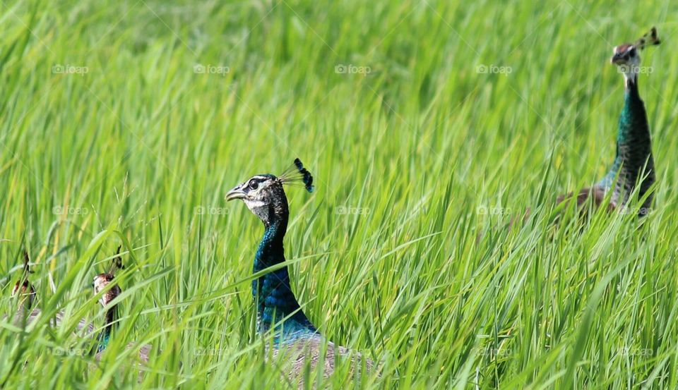 peacock