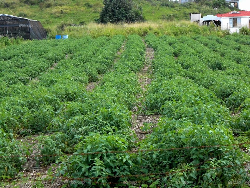 Tomato Garden