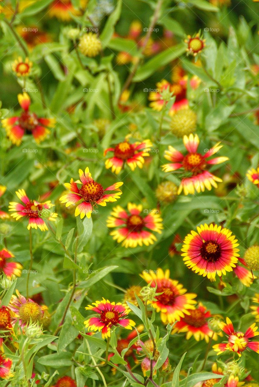 Bright color flowers in field