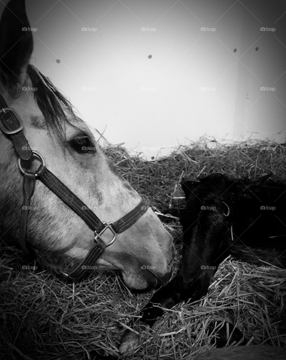 Cavalry, Monochrome, Portrait, Mammal, Mare