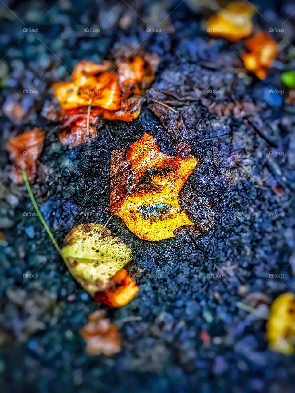A leaf collects rainwater. . A fallen leaf collects rainwater on the trail. 