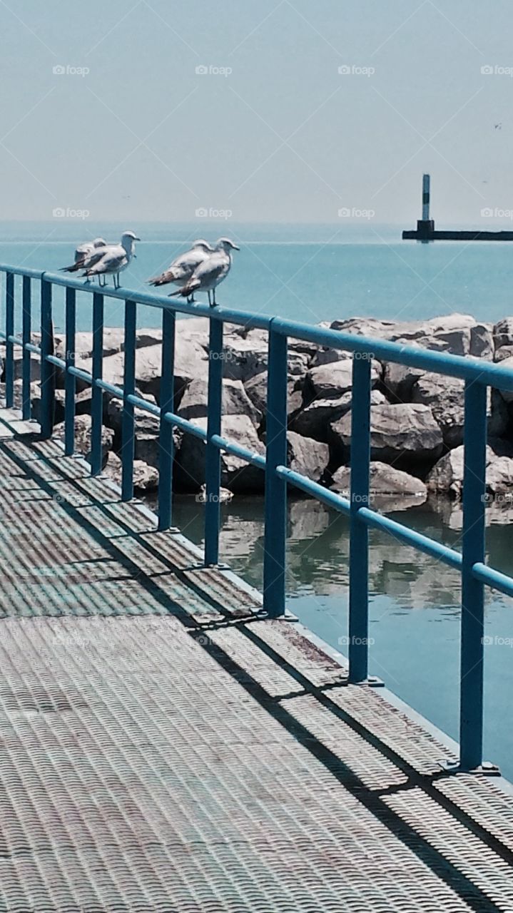 Pier. Seagulls on the Rail