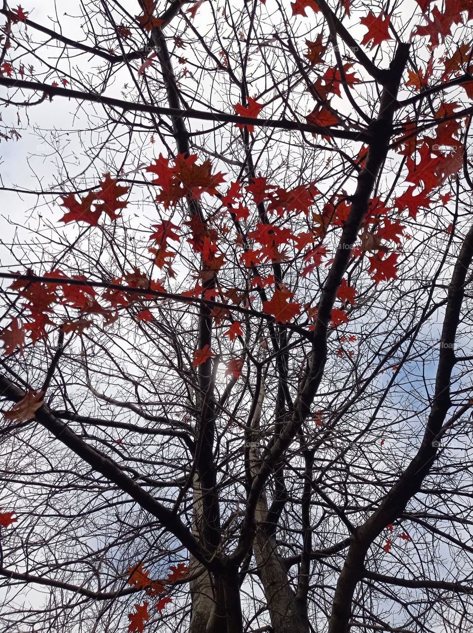 Fall arrived and with it the cold weather.  Wind, and leaves on the ground. Here are a few red leaves left on a tree. Beautiful!!