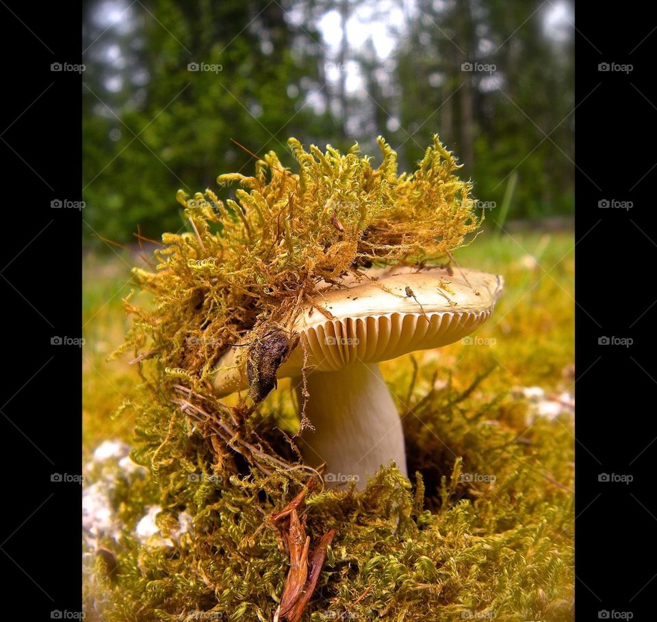 Pushing up mushroom