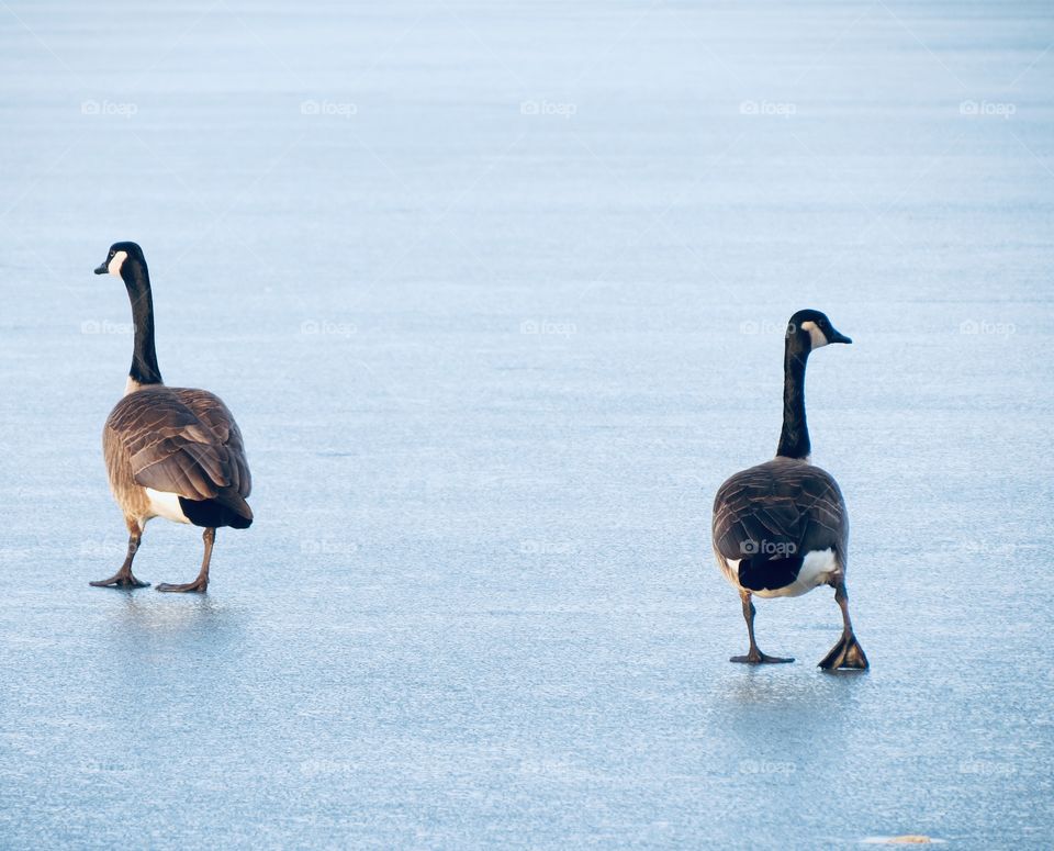 Canadian goose on iced over lake 