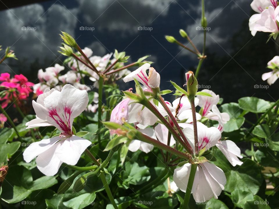 Flowers in bright sun