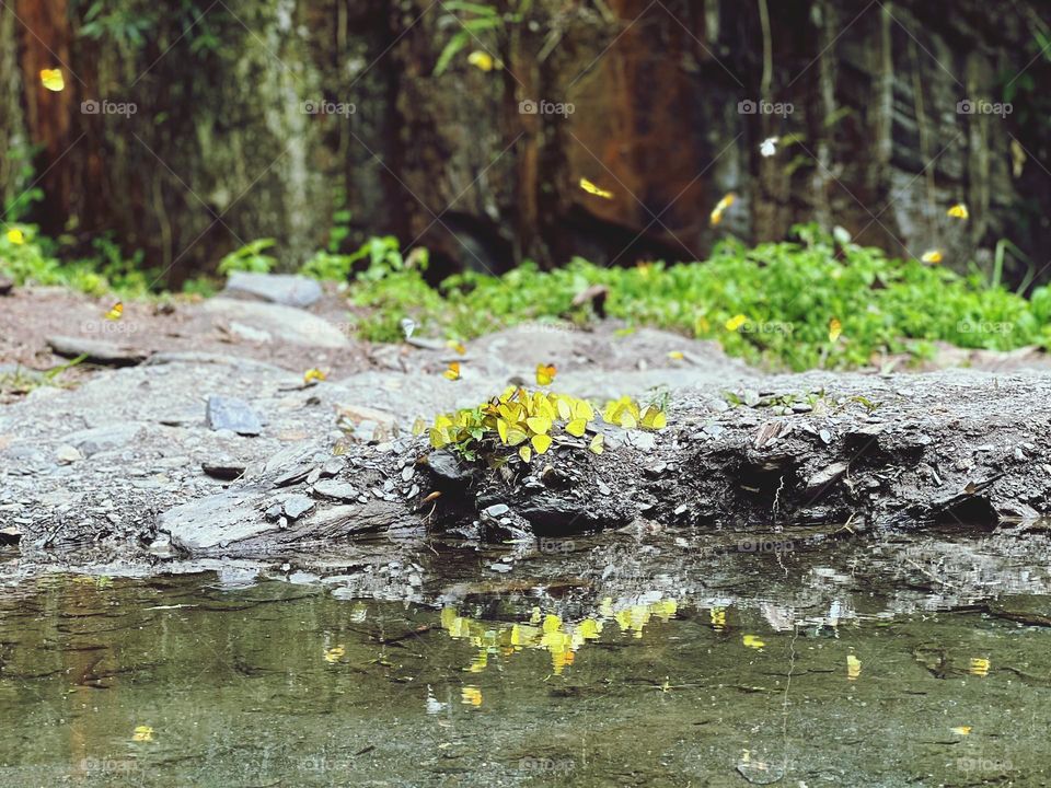 A group of yellow butterflies by water