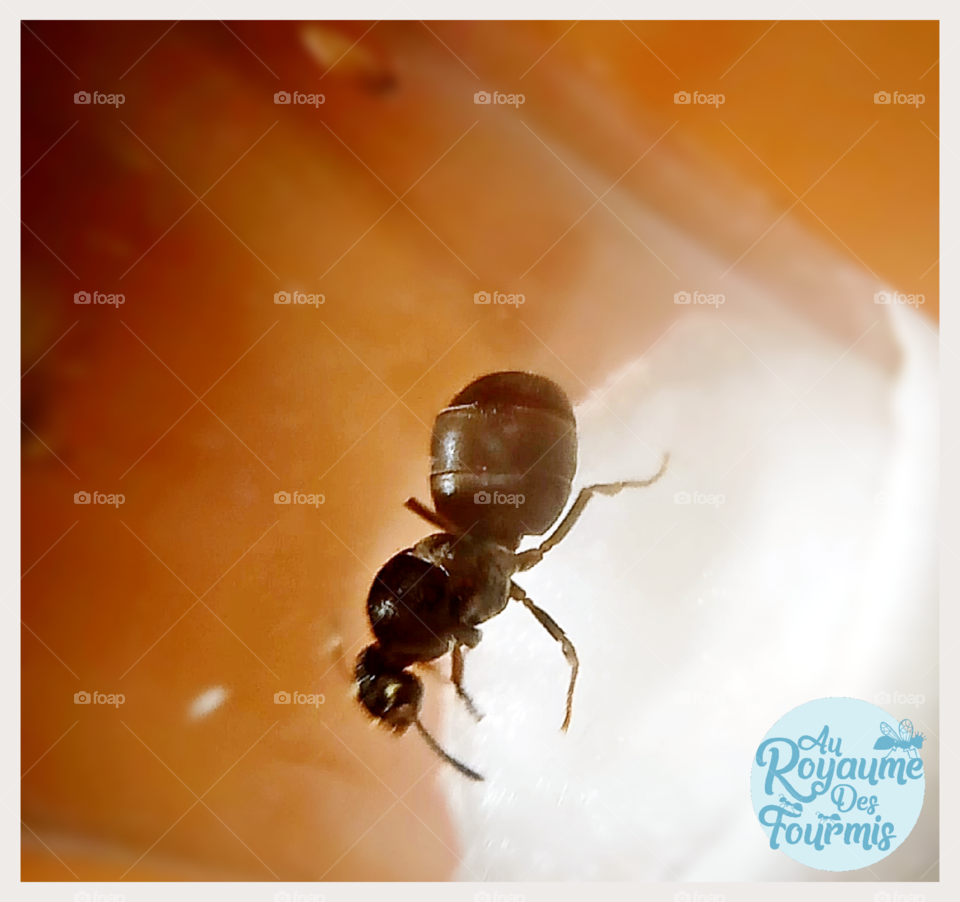Unidentified queen ant - Québec, Canada 2018 #3