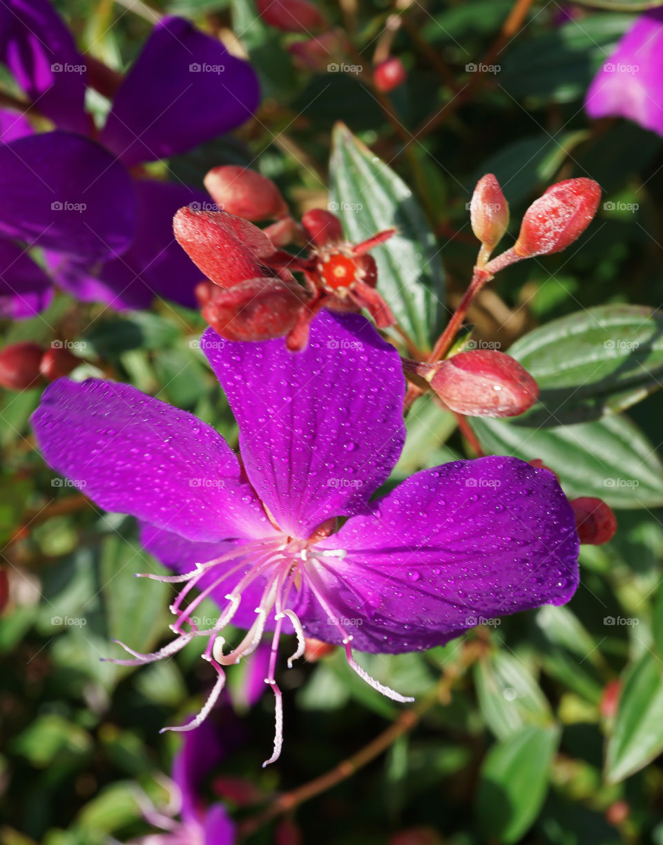 Purple Tibouchina with red buds