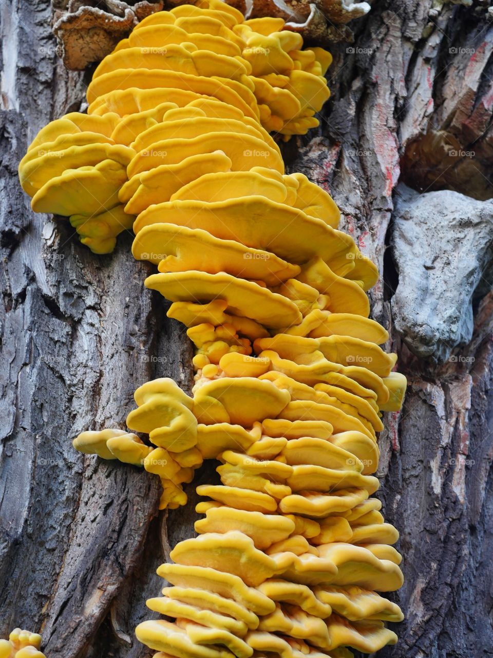 Yellow mushrooms on tree