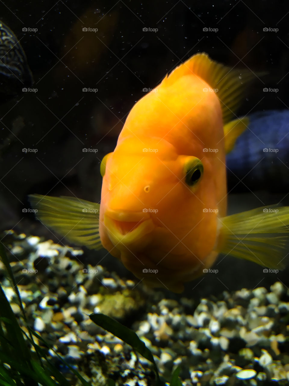 Parrot fish that smiles